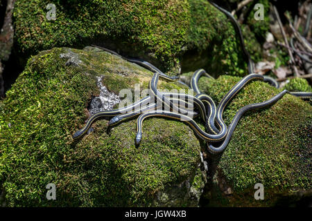 Red-sided Garter snakes emerging from wintering den, Narcisse, Manitoba, Canada. Stock Photo