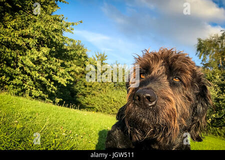 Head of a black Labradoodle dog sitting on a grassy bank in the evening sun Stock Photo