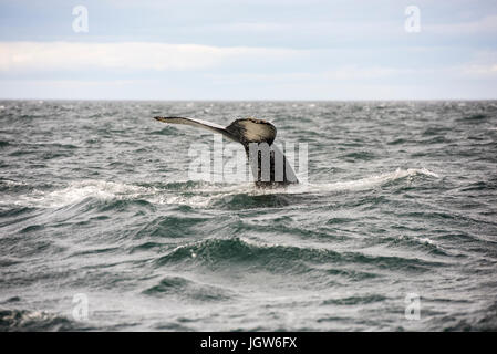 Giant Humpback Whale Tale in Iceland Stock Photo