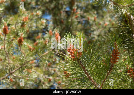 Cones growing on a lodgepole pine, Pinus contorta, in British Columbia. Stock Photo