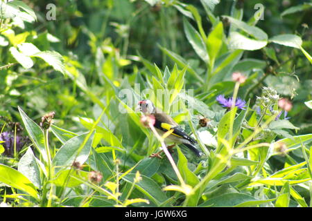 Goldfinch perching on a flower in a garden Stock Photo