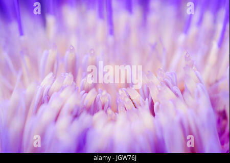 Close up of an Artichoke flower Stock Photo