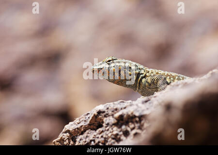 head of the side-blotched lizard on a rock viewed from slightly below with copy space Stock Photo