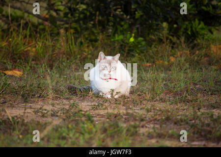 Tabby point cat at the back yard Stock Photo