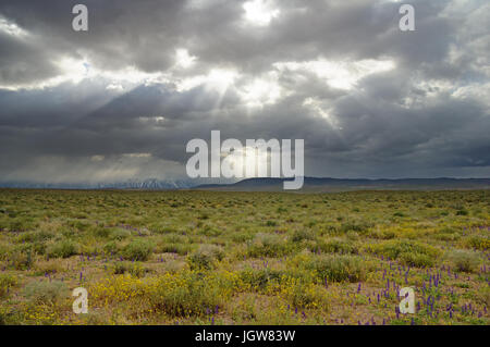 dramatic sky with sunrays over a desert field with wildflowers Stock Photo