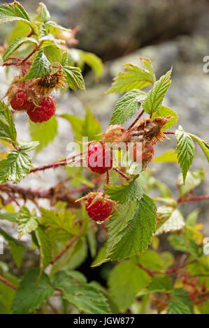 wild raspberry growing on a plant recently wetted by rain Stock Photo