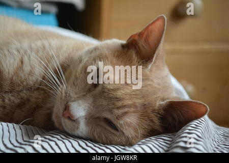pale sand ginger cat laying on bed looking at you Stock Photo