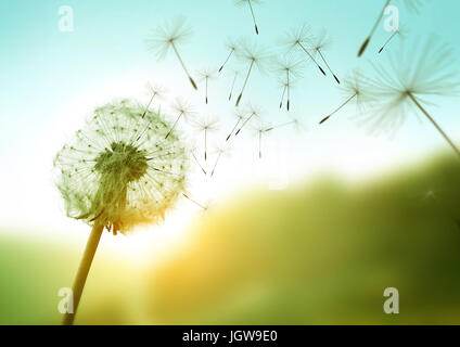 Dandelion seeds blowing in the wind across a summer field background, conceptual image meaning change, growth, movement and direction. Stock Photo
