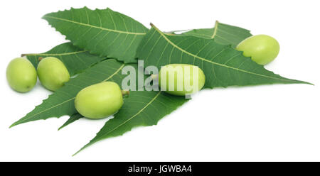 Medicinal neem leaves with fruits over white background Stock Photo