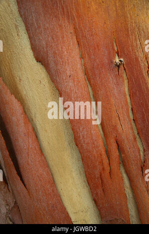 Close-up of strips of brownish-red bark peeling from the surface of the trunk of a eucalyptus tree, revealing a tan colored layer underneath. Stock Photo