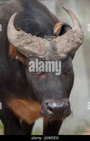 African forest buffalo (Syncerus caffer nanus), known also as the red buffalo or Congo buffalo. Stock Photo