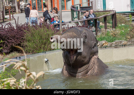 Visitors look as the Asian elephants (Elephas maximus) bathing at Budapest Zoo in Budapest, Hungary.