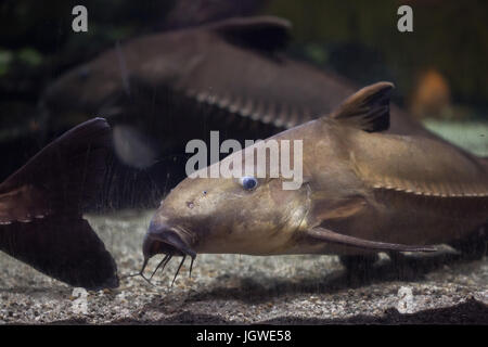 Mother of snails catfish hi-res stock photography and images