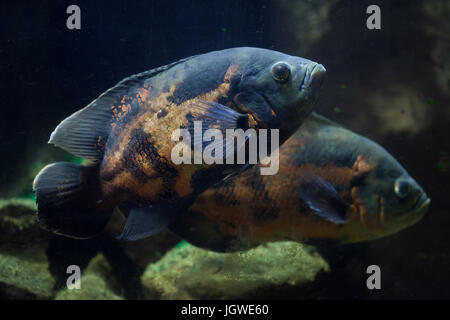 Oscar fish (Astronotus ocellatus). Tropical freshwater fish. Stock Photo