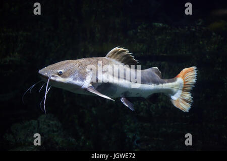 Redtail catfish (Phractocephalus hemioliopterus). Freshwater fish. Stock Photo