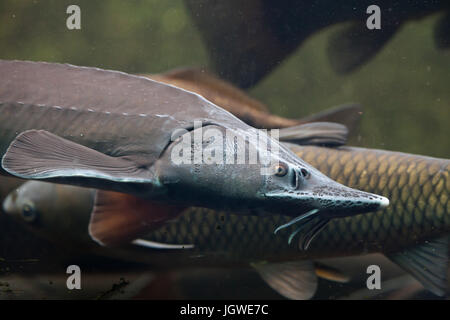 Siberian sturgeon (Acipenser baerii). Freshwater fish. Stock Photo