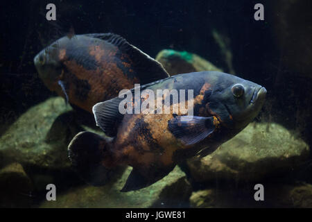 Oscar fish (Astronotus ocellatus). Tropical freshwater fish. Stock Photo