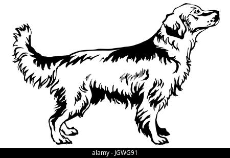 Decorative portrait of standing in profile dog golden retriever, vector isolated illustration in black color on white background Stock Vector