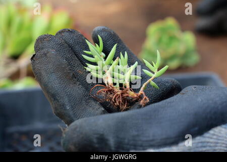 Crassula tetragona or known as miniature pine tree Stock Photo