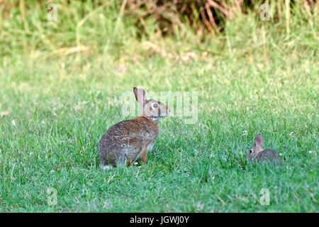 Eastern cottontail rabbit mother and baby (Sylvilagus floridanus) Stock Photo