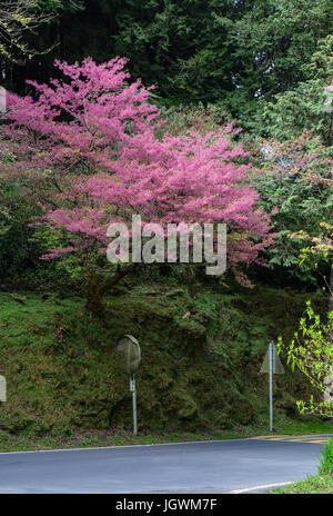 Cherry blossom at Alishan National Park in Chiayi, Taiwan. Stock Photo