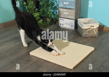 domestic cat, tuxedo, black and white, wags her paws at a sisal board lying on the ground Stock Photo