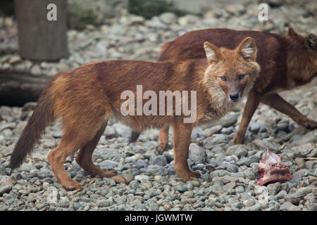 Ussuri dhole (Cuon alpinus alpinus), also known as the Indian wild dog. Stock Photo