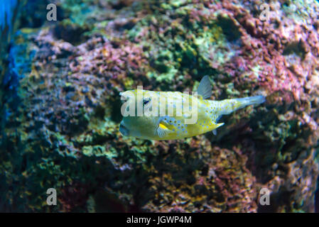 White-spotted puffer (Arothron hispidus). Marine fish in blue water. Stock Photo