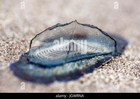 Velella found on a sandy beach in the Isle of Mull, Scotland, UK Stock Photo