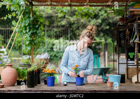 Woman in potting shed potting plant Stock Photo