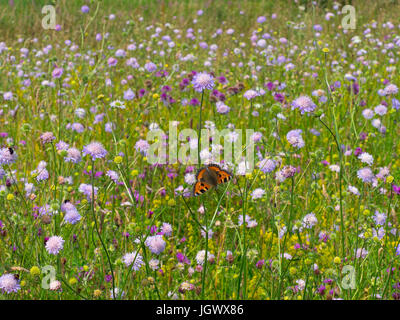 Small Tortoiseshell Butterfly feeding on Wild flowers in hay meadow Wensum Valley Norfolk Stock Photo