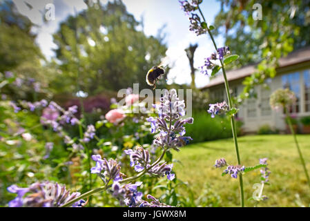Bee in taking off from a daisy Stock Photo