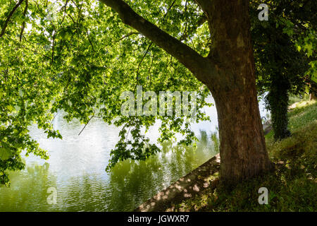A maple tree on the bank of a river with its foliage filtering the sunlight and reflecting in the water. Stock Photo