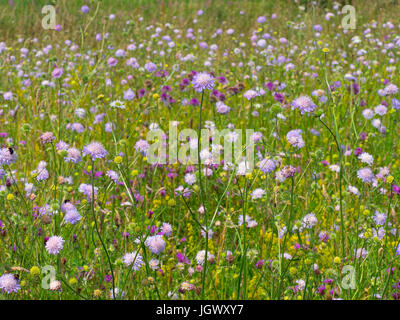 Wild flowers in hay meadow Wensum Valley Norfolk Stock Photo