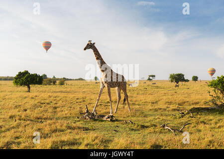 giraffe and air balloons in savannah at africa Stock Photo