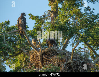 Bald eagle eaglets with Red Tailed hawk raised in same brood on nest at Robert's Bay-Sidney, British Columbia, Canada. Stock Photo