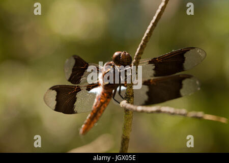 Common whitetail skimmer dragonfly (Plathemis lydia) resting on a twig. Juvenile male long-tailed dragonfly resting on a bramble, isolated against a b Stock Photo