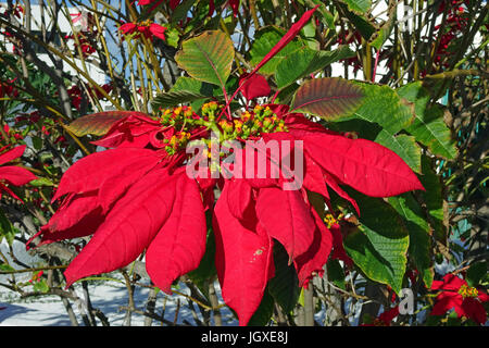 Roter Weihnachtsstern (Euphorbia pulcherrima) in Uga, Lanzarote, Kanarische Inseln, Europa | Red Euphorbia (Euphorbia pulcherrima) at Uga, Lanzarote,  Stock Photo