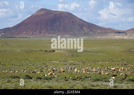 Ziegenherde bei La Caleta de Famara, Lanzarote, Kanarische Inseln, Europa | Goat herd at La Caleta de Famara, Lanzarote, Canary islands, Europe Stock Photo