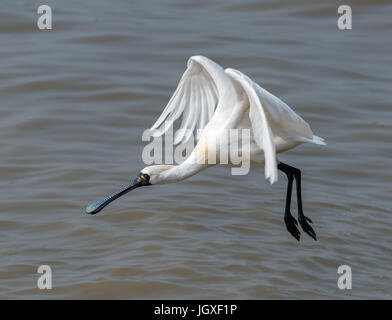 Black-faced Spoonbill in waterland Stock Photo