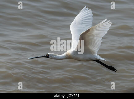 Black-faced Spoonbill in waterland Stock Photo