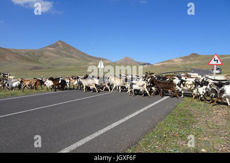 Ziegenherde ueberquert die Zufahrtsstrasse nach Playa Quemada, Lanzarote, Kanarische Inseln, Europa | Goat herd crossing the road to Playa Quemada, La