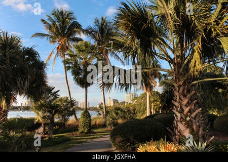 View of Sarasota, Florida, USA through the tall palm trees of Selby Gardens in the low afternoon sun; blue sky, Sarasota Bay, buildings, peaceful. Stock Photo