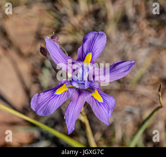 Moraea polystachya flower in the eastern Cape, South Africa Stock Photo