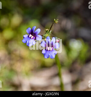 Nemesia versicolor flowers in the Southern Cape, South Africa Stock Photo