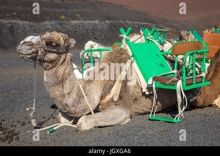Rastende Dromedare, einhoeckriges Kamel (Camelus dromedarius) im Nationalpark Timanfaya, Lanzarote, Kanarische Inseln, Europa | Resting dromedaries, c Stock Photo