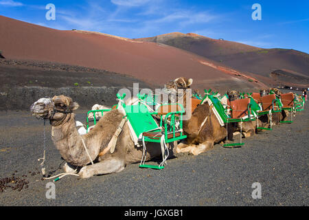 Rastende Dromedare, einhoeckriges Kamel (Camelus dromedarius) im Nationalpark Timanfaya, Lanzarote, Kanarische Inseln, Europa | Resting dromedaries, c Stock Photo