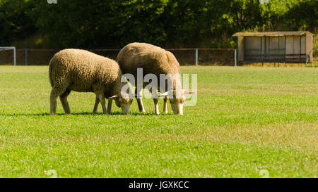 summer scene of sheep eating grass in football field Stock Photo