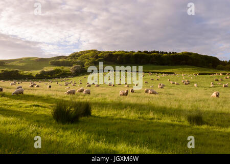 Sheep grazing in a field above Abbotsbury in West Dorset, England, UK Stock Photo