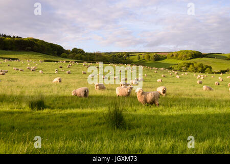 Sheep grazing in a field above Abbotsbury in West Dorset, England, UK Stock Photo